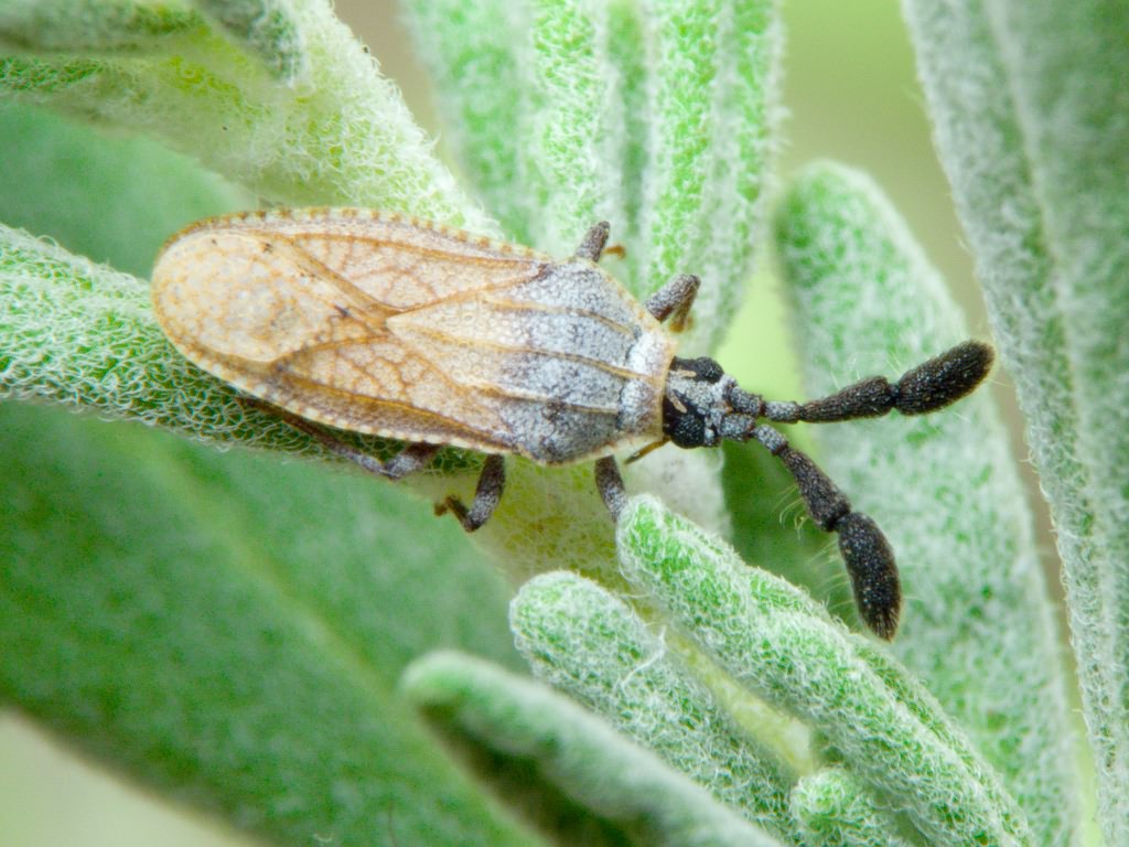 Copium teucrii (Host, 1788)